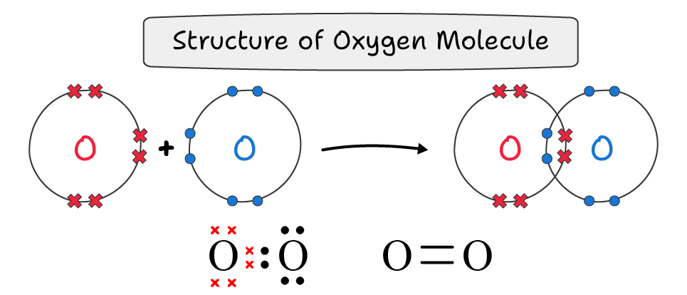 Lewis Dot and Cross Structure of Oxygen Molecule